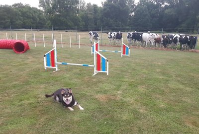 Agility parcours in the garden (with the backneigbours as public)