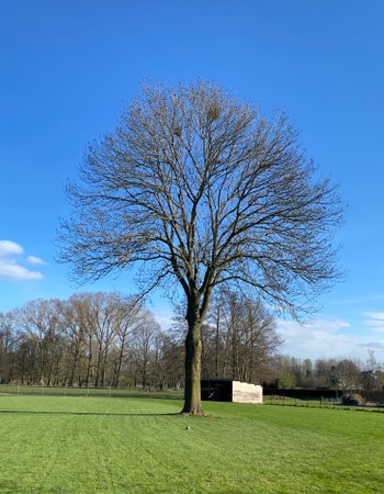 L'arbre 'De Oude Es' dans ke grand jardin