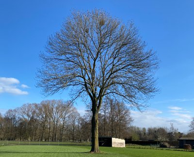 Der Baum, der den Namen des Ferienhauses inspiriert hat